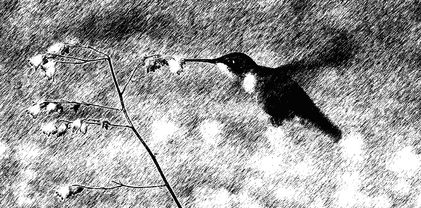 Hummingbird at Amy's house